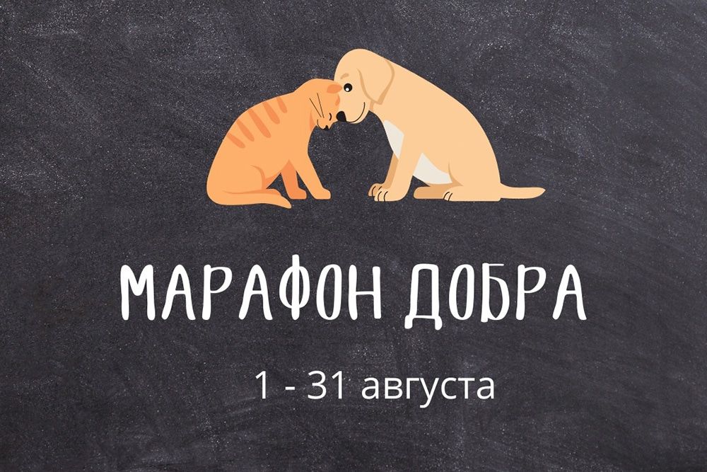 Благотворительность, В мире животных, Томские новости, Томск марафон добра животные питомцы помощь благотворительность добро Томичи могут принять участие в «Марафоне добра» и помочь бездомным животным