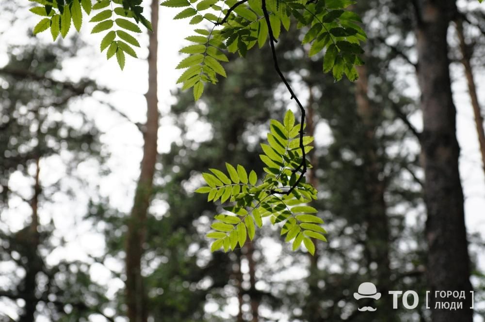 Городское благоустройство, Томские новости, Парк Победы Томск благоустройство озеленение пространство площадка отдых городская среда В Томске завершилось благоустройство Парка Победы на ул. 79-ой Гв. Дивизии
