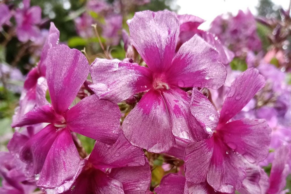 Погода и природа, ТГУ, Томские новости, Томск ТГУ Сибирский ботанический сад цветы флоксы Выставка редких сортов флоксов, лилейников и роз открылась в Ботсаду ТГУ