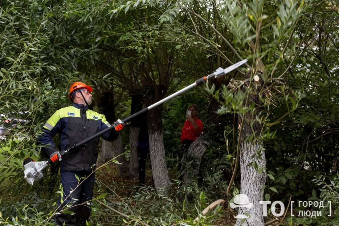 Власть, Зелень в городе, Томские новости, ЛЭП линии электропередач интересные новости Томска зелень благоустройство Томичей будут заранее предупреждать о плановых подрезках деревьев