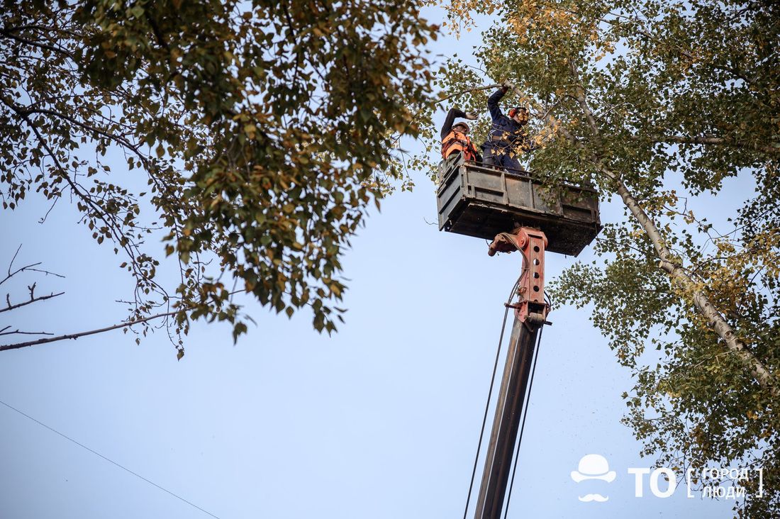 Городское благоустройство, Зелень в городе, Томские новости, тополь деревья подрезка арбориста зелень сохранение В Томске «постригли» уникальный 70-летний тополь