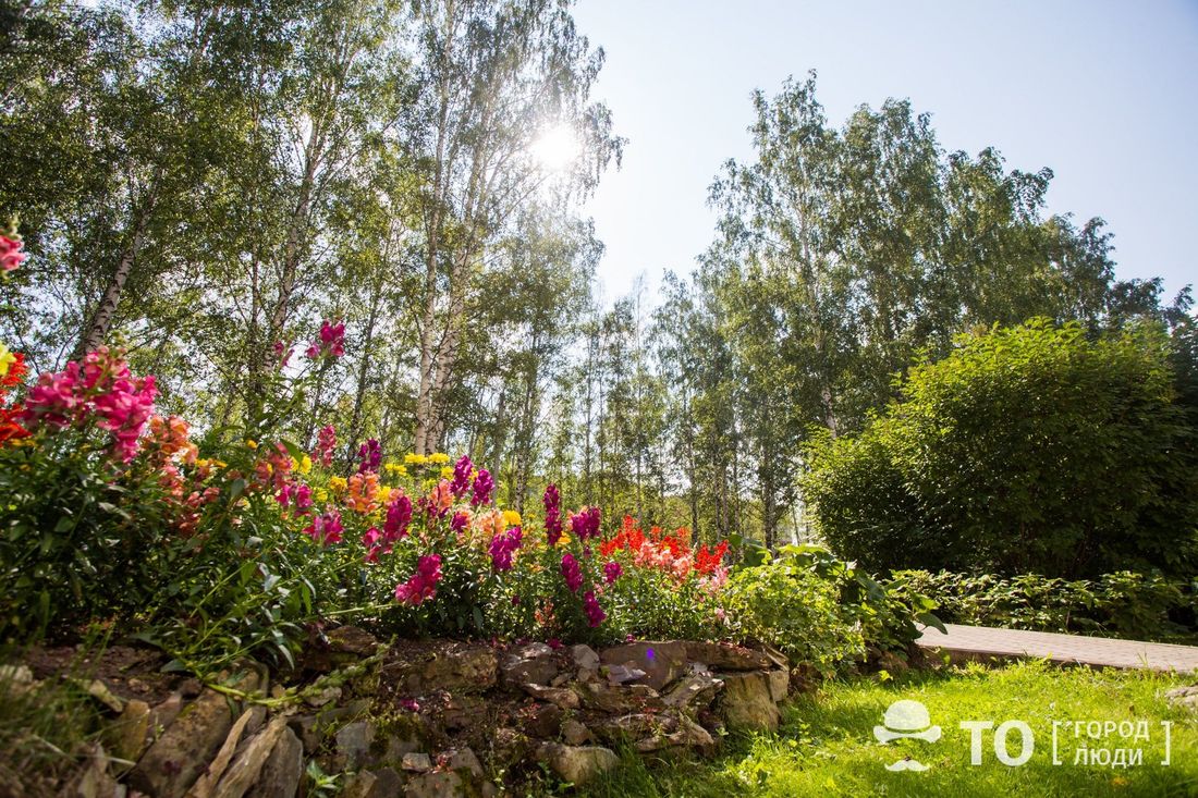 Власть, Город, Зелень в городе, Томские новости, томск дерево ландшафтная комиссия сайт новости интересное Томичи смогут следить за решениями ландшафтной комиссии