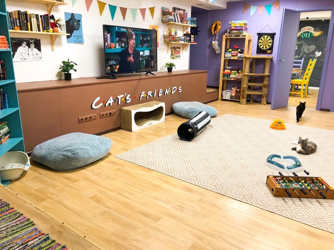 Благотворительность, Город, Креативный город, Томские новости, котокафе томск новости интересное отдам кота cat space кот кошки пристрой приют для бездомных животн Томское котокафе выставлено на продажу