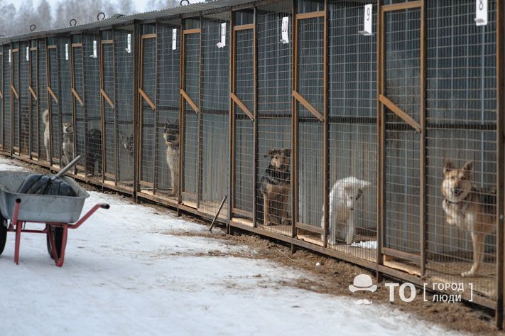 Безопасность, Томские новости, администрация бешенство содержание бродячие собаки нападение безопасность защита от животных Депутатам необходимо срочно вернуться к вопросу изменения федерального закона об отлове безнадзорных животных — мэрия Томска