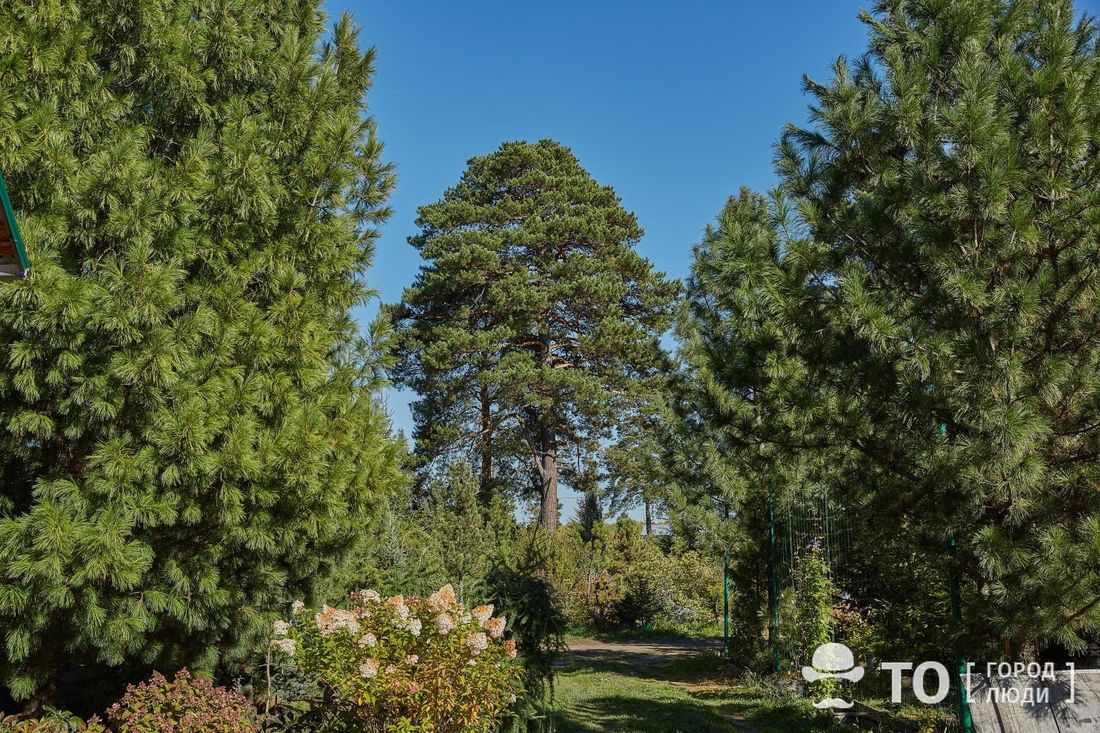 Конкурсы и акции, Природа, Томские новости, кедровый питомник сеянцы посадки высадка деревьев растения озеленение Томская область попала в число базовых регионов проекта по возрождению припоселковых кедровников