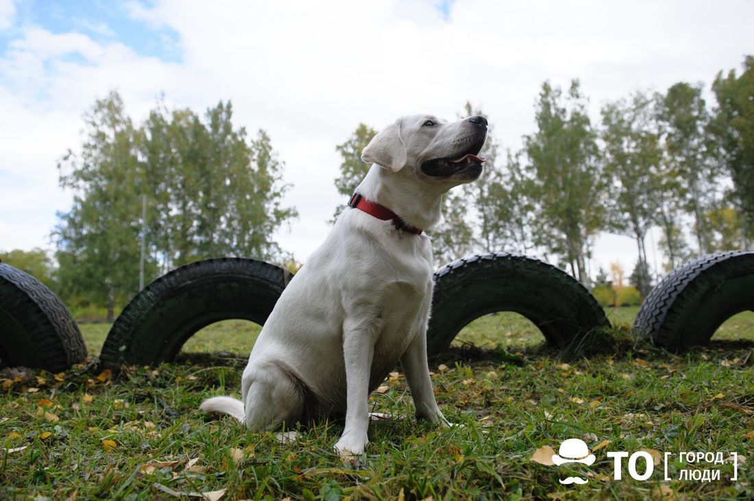 В мире животных, Томские новости, собаки площадки для выгула закон уборка На томских площадках для выгула собак оборудуют контейнеры для уборки за питомцами