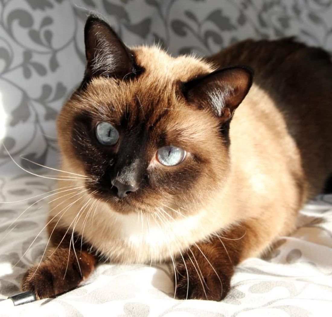 Благотворительность, Томские новости, приют кот кошка в добрые руки отдам тайский кот благотворительность котята Томичей приглашают на выставку-раздачу котят