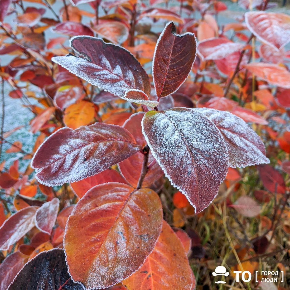 Погода и природа, Стихия в Томске и области, Томские новости, заморозки похолодание оперативное штормовое предупреждение сводка погода на завтра погода в Томске п В начале июня томичей ждут заморозки