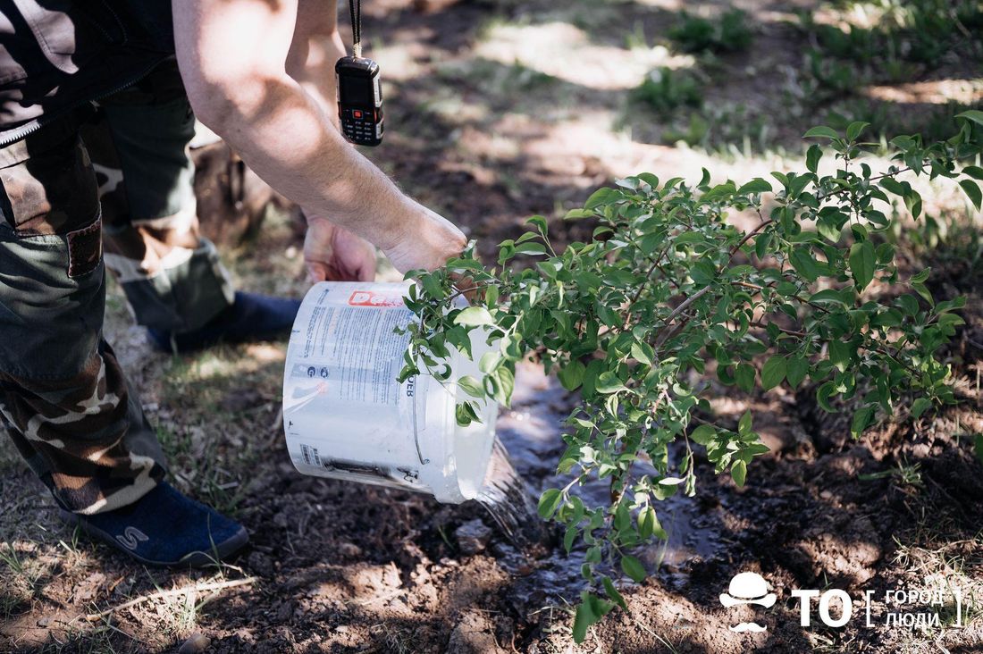 Зелень в городе, Томские новости, мебель город благоустройство озеленение интересные новости Томска В центре Томска высадят около 40 деревьев, обустроят пешеходные дорожки и уличную мебель