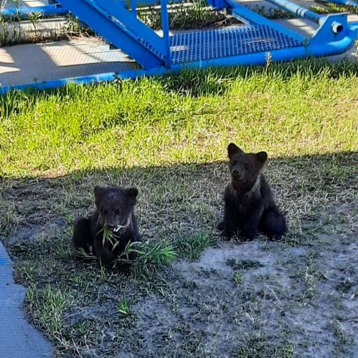 Природа, Томские новости, медведи месторождение природа дикие животные звери происшествия нападение Двое диких медвежат безобразничают на месторождении углеводородов в Томской области