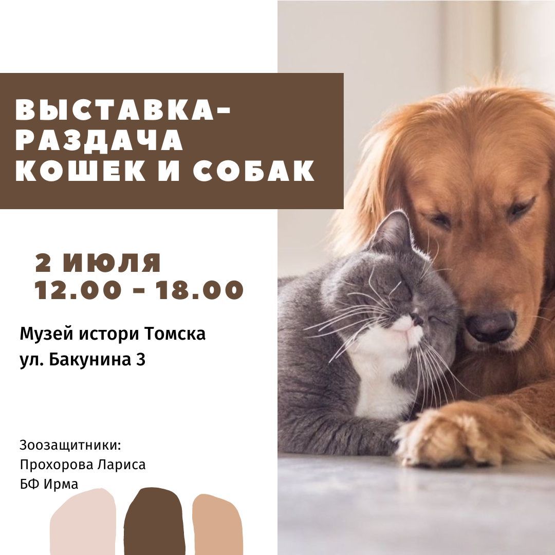 Афиша Томска, Благотворительность, Томские новости, котята томск новости интересное благотворительность ярмарка куда сходить выставка кошки Томичей приглашают на благотворительную выставку котят и щенков Воскресенской горе