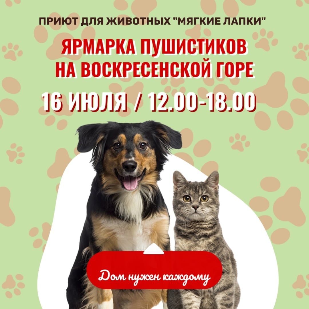 Афиша Томска, Благотворительность, Томские новости, котята томск новости интересное благотворительность ярмарка куда сходить выставка кошки Томичей приглашают на благотворительную выставку котят и щенков Воскресенской горе