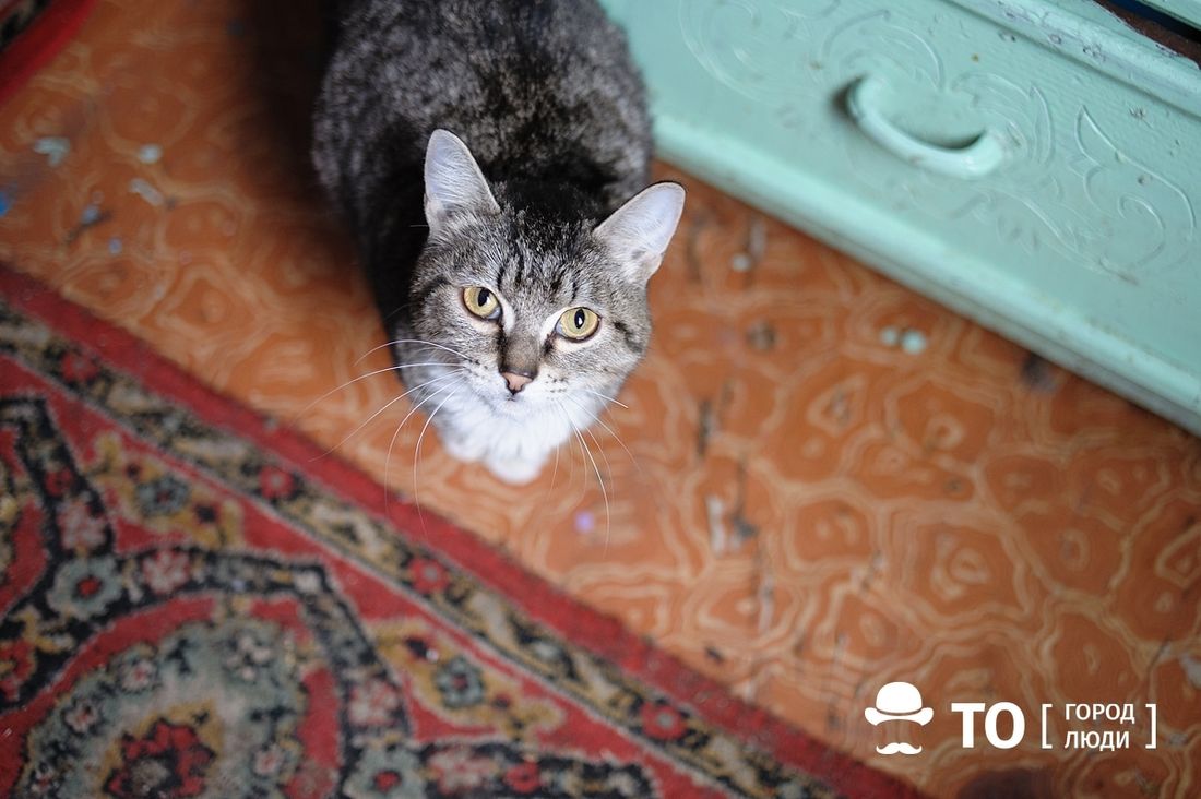 Благотворительность, Котики, Томские новости, коты щенки томск новости интересное барахолка распродажа одежда Томичей приглашают на «Зообарахолку» в музейный сад