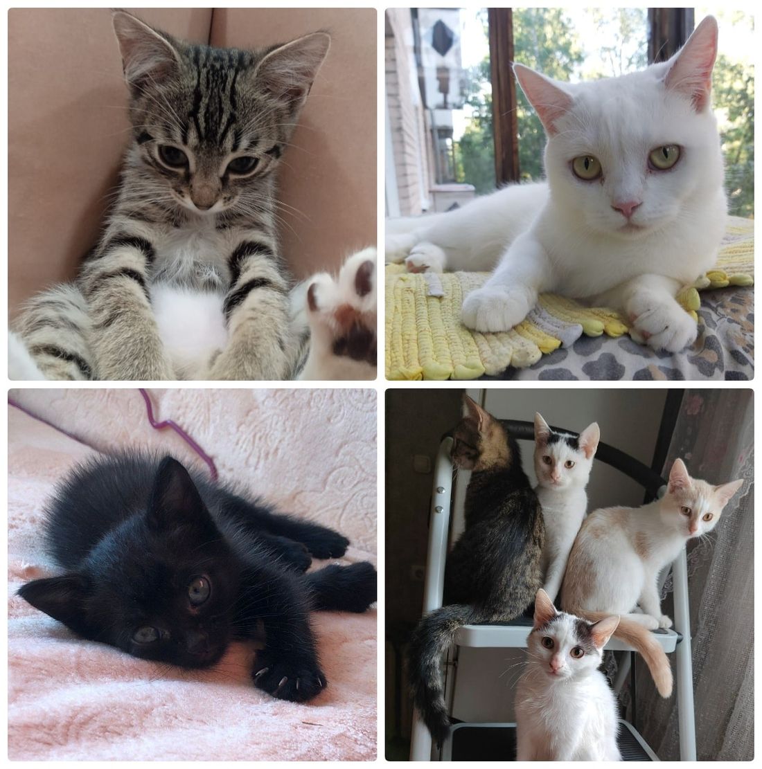 Благотворительность, Котики, Томские новости, котята томск новости интересное благотворительность ярмарка куда сходить выставка кошки Томичей приглашают на благотворительную выставку кошек Воскресенской горе