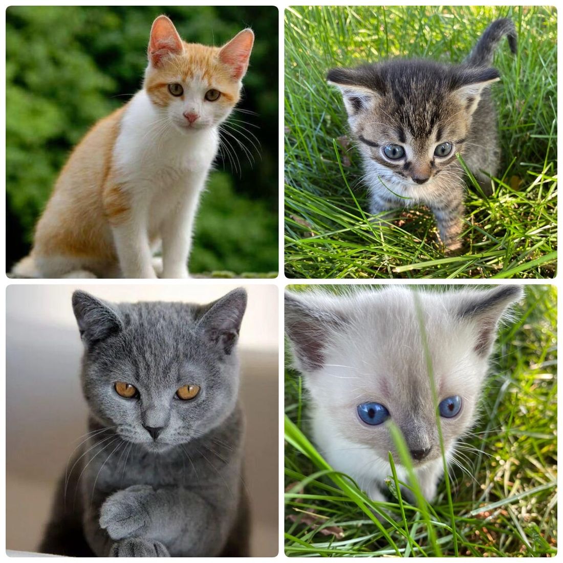 Благотворительность, Котики, Томские новости, котята томск новости интересное благотворительность ярмарка куда сходить выставка кошки Томичей приглашают на благотворительную выставку кошек Воскресенской горе