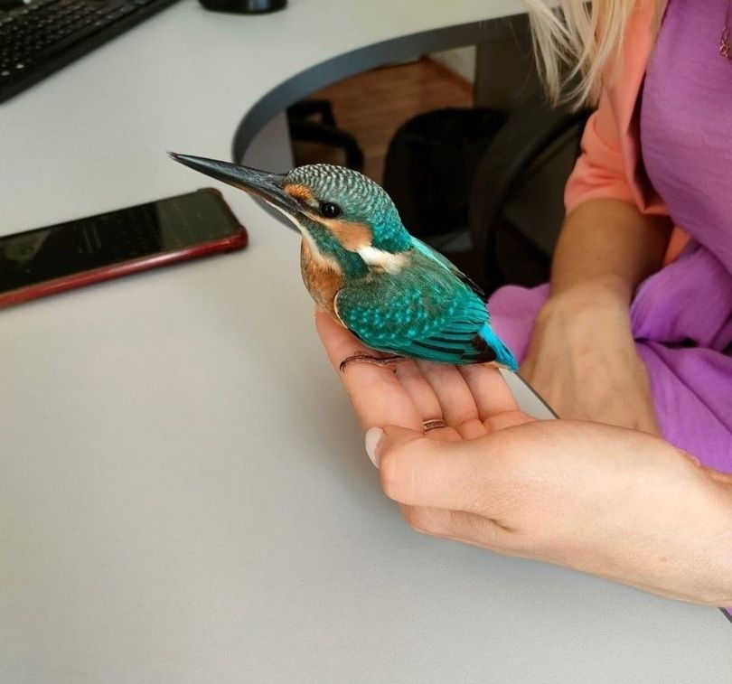 В мире животных, Происшествия, Томские новости, птица зимородок томск новости интересное животные Краснокнижного зимородка спасли томские железнодорожники