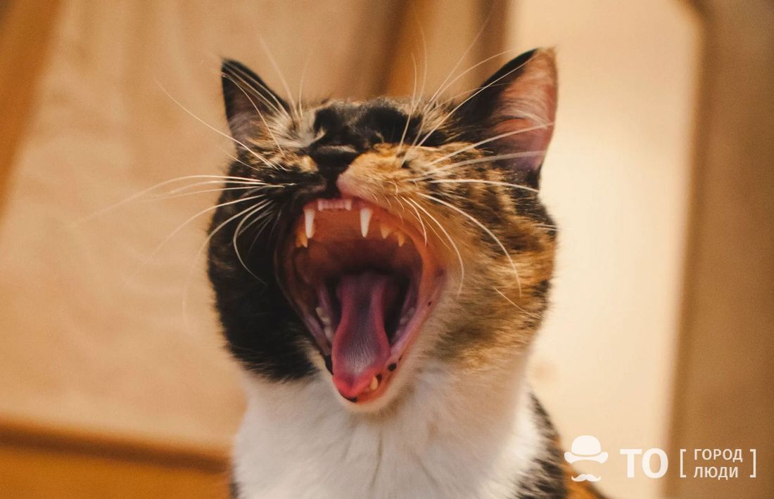 Афиша Томска, Благотворительность, Котики, Культура в Томске, Томские новости, котики томск новости интересное афиша куда сходить выходные бесплатно Томичей приглашают на «Хвостатый пикник»