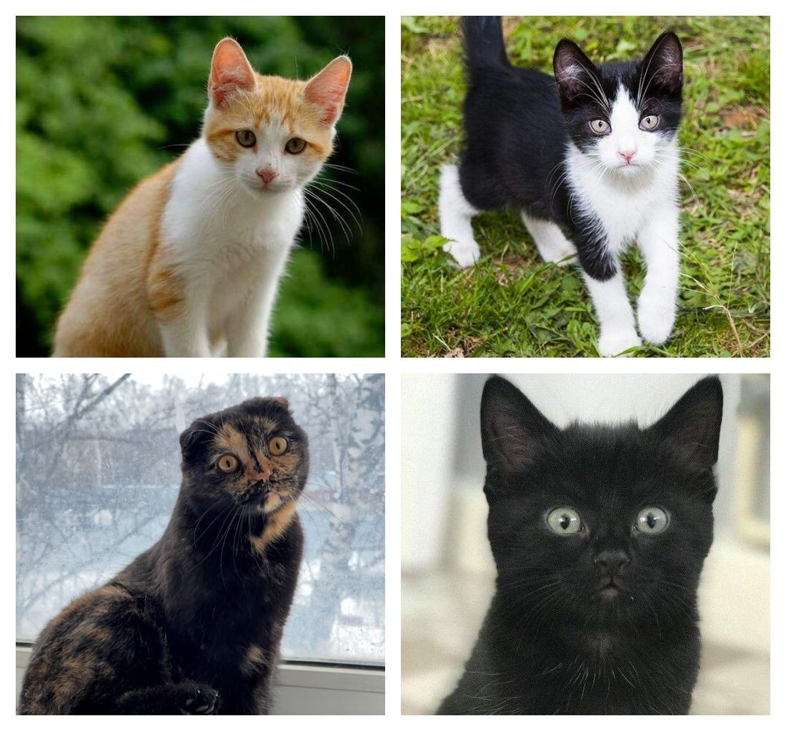 Афиша Томска, Благотворительность, Котики, Культура в Томске, Томские новости, котята томск новости интересное благотворительность ярмарка куда сходить выставка кошки Томичей приглашают на благотворительную выставку котят на Воскресенской горе