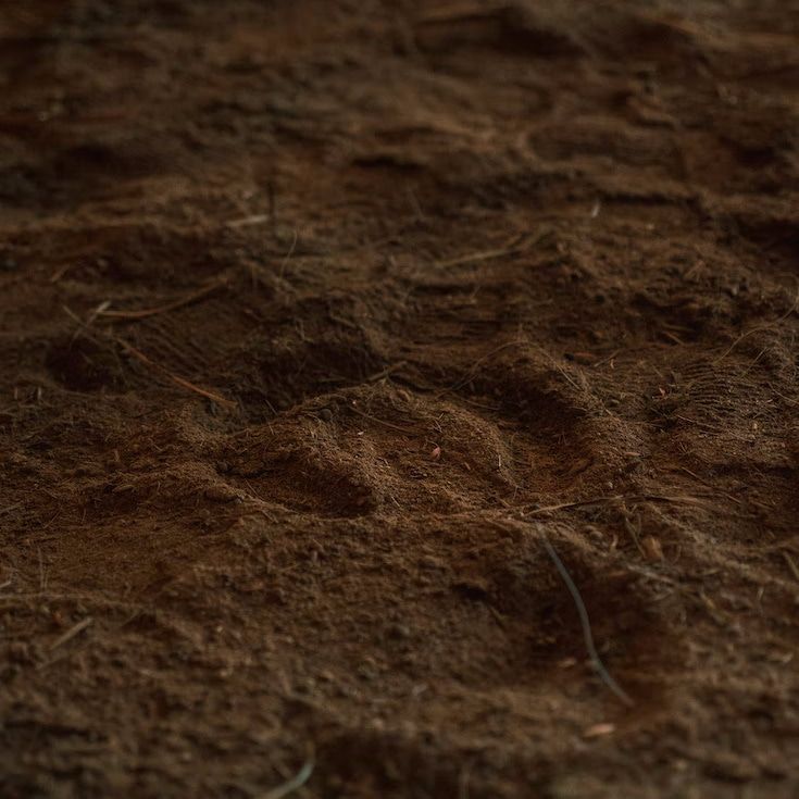 Криминал, Томские новости, криминал отравили почву происшествия жесть Томска навоз хранение Томские следователи расследуют порчу земли на 2 млрд рублей