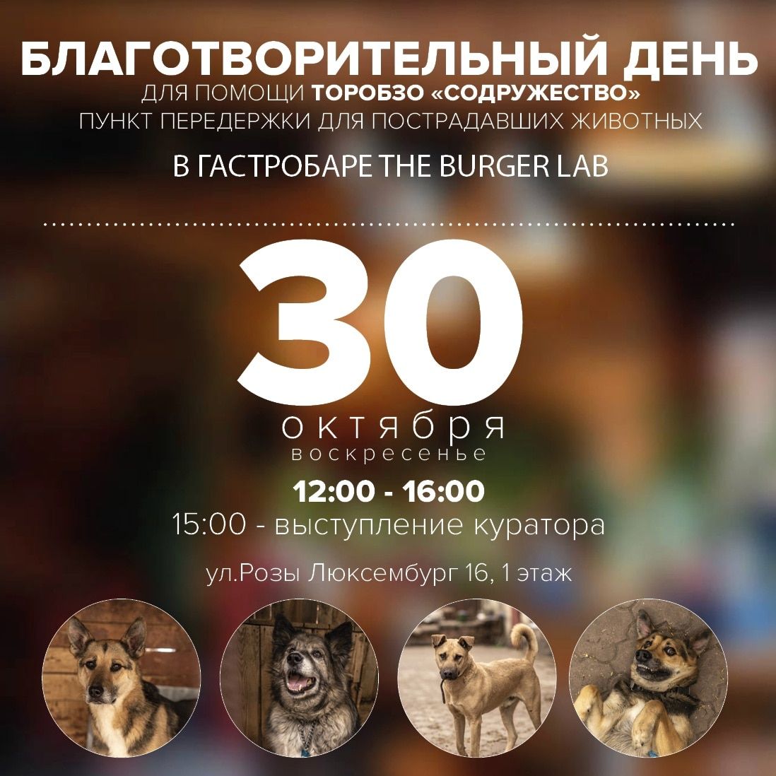 Афиша Томска, Благотворительность, Культура в Томске, Томские новости, коты собаки приют томск новости интересное помощь животные В Томске пройдет благотворительный день в пользу животных