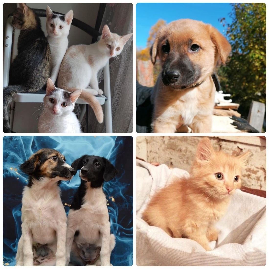 Благотворительность, Котики, Томские новости, котята томск новости интересное благотворительность ярмарка куда сходить выставка кошки Томичей приглашают на благотворительную выставку котят и щенков на Воскресенской горе