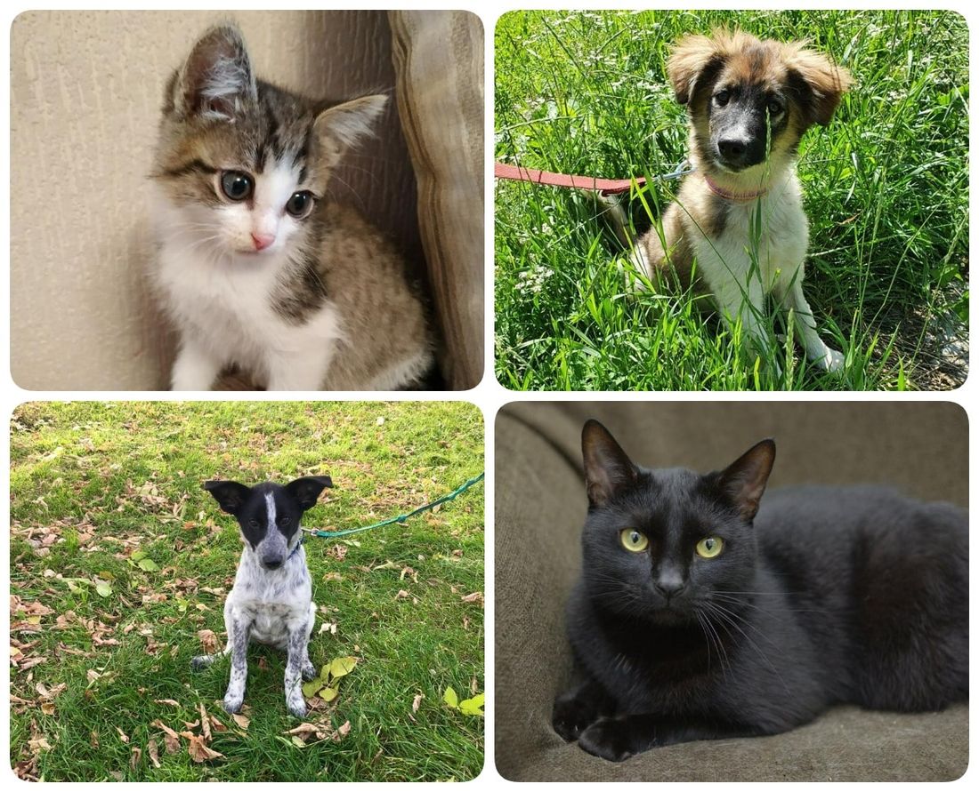 Благотворительность, Котики, Томские новости, котята томск новости интересное благотворительность ярмарка куда сходить выставка кошки На Воскресенской горе в Томске пройдет благотворительная выставка кошек и собак