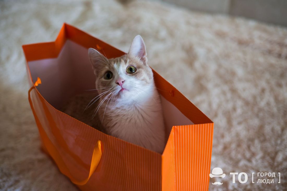 В мире животных, Котики, Путешествия, Томские новости, томск новости интересное путешествие коты собаки ветпаспорт чип как перевезти животное за границу С начала года 166 домашних животных отправились за границу из Томской области