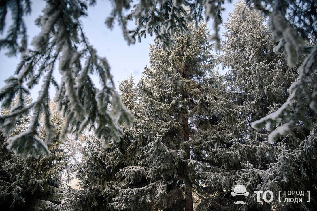 Происшествия, Томские новости, охотник нападение медведь сводка происшествий интересные новости Медведь пытался напасть на охотника у томского села