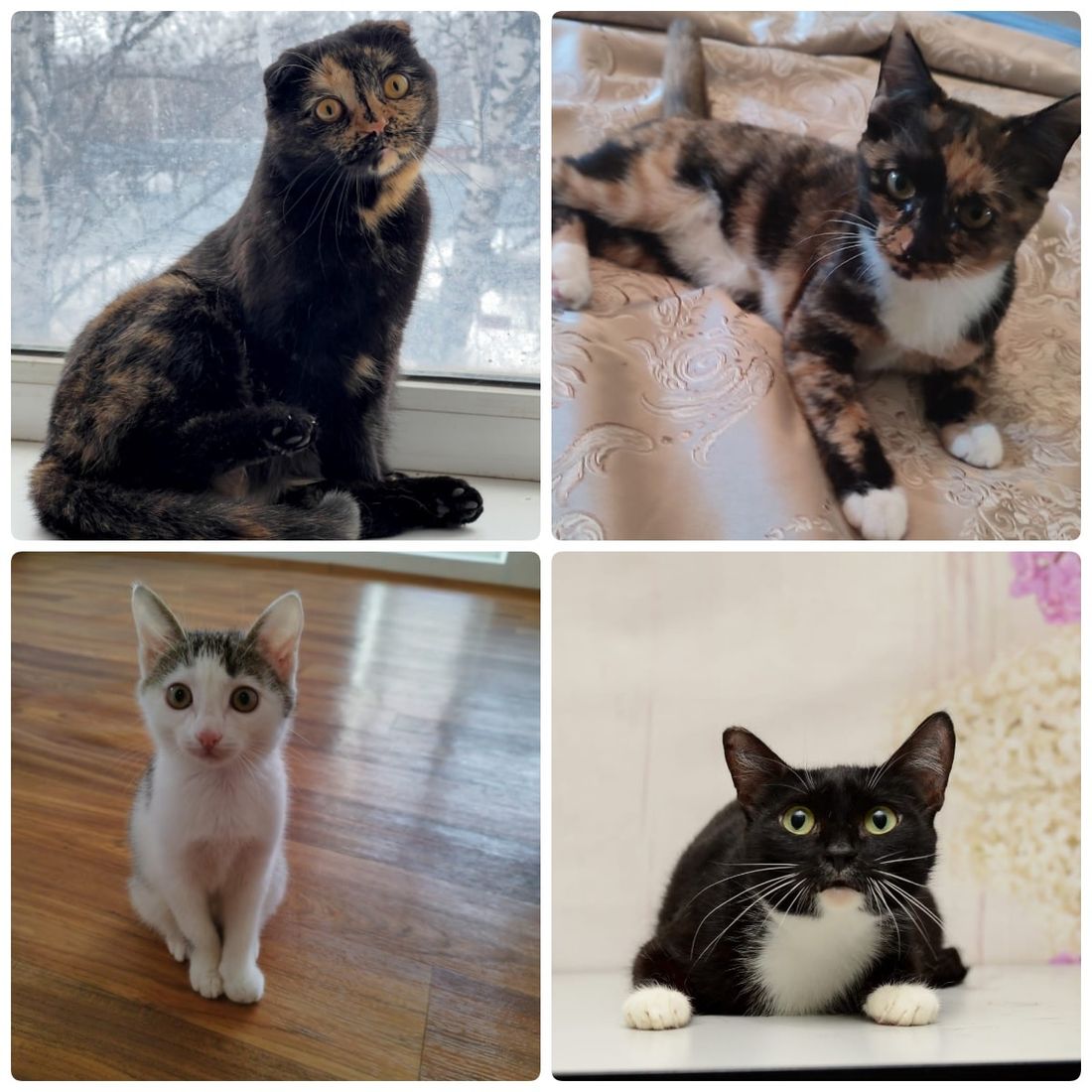 Благотворительность, Котики, Томские новости, котята томск новости интересное благотворительность ярмарка куда сходить выставка кошки В Российско-немецком доме пройдет благотворительная выставка котят