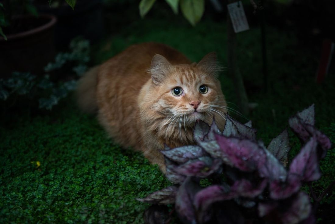 Котики, Происшествия, ТГУ, Томские новости, кот животные пропал поиск кота помощь поддержка жесть Томска интересные новости Томичей просят помочь в поисках университетского кота Иннокентия