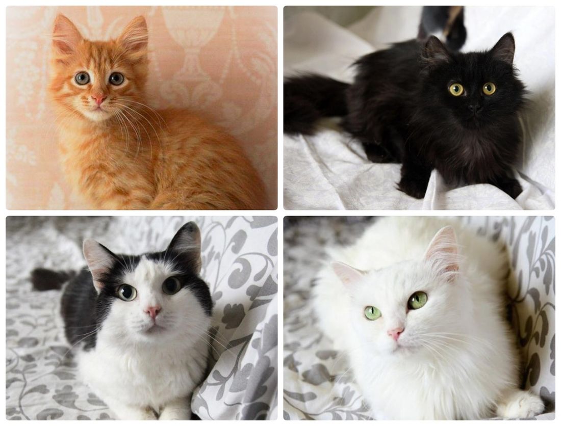 Афиша Томска, Благотворительность, Котики, Томские новости, фестиваль ярмарка благотворительность где взять кота котенка животные интересные новости Томска В Томске пройдет благотворительная выставка котят