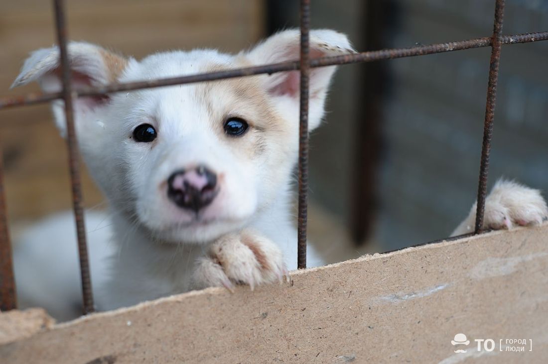 Благотворительность, Происшествия, Томские новости, верный друг томск новости интересное отлов животных зоозащита собаки Разрыв контракта с «Верным другом»: что не так со сменой подрядчика по отлову — комментарии