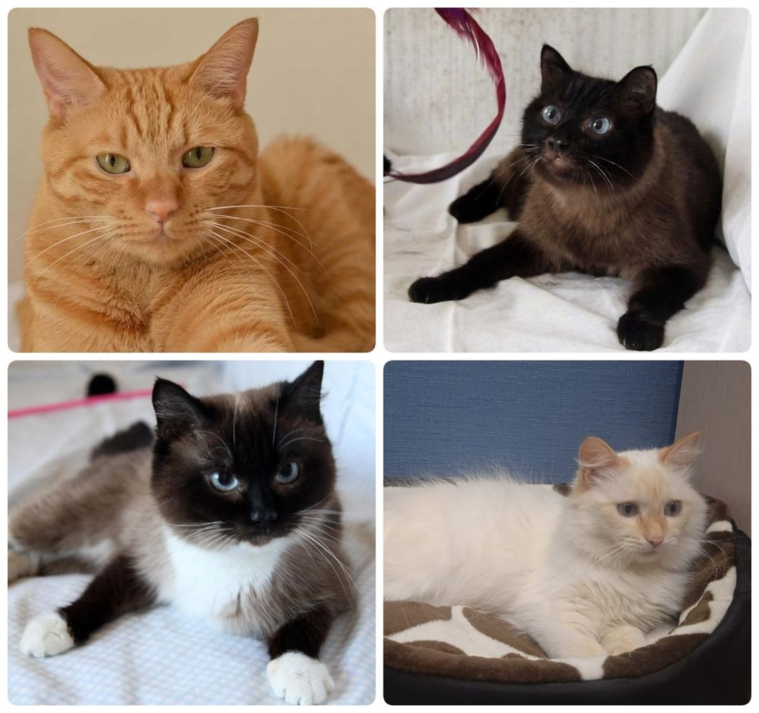 Афиша Томска, Благотворительность, Котики, Культура в Томске, Томские новости, фестиваль ярмарка благотворительность где взять кота котенка животные интересные новости Томск В Пушкинской библиотеке Томска пройдет благотворительная выставка котят