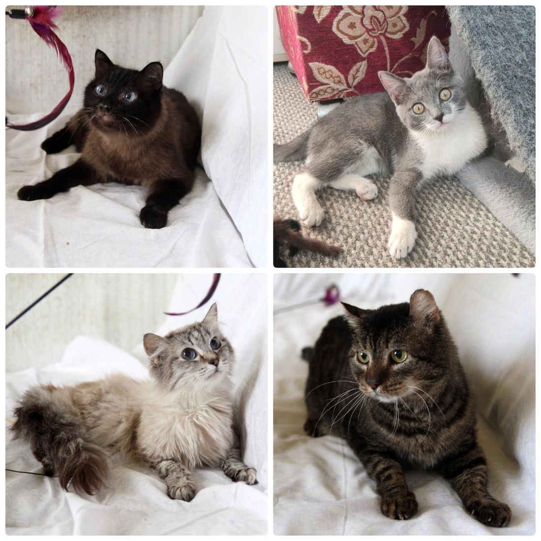 Благотворительность, Котики, Томские новости, фестиваль ярмарка благотворительность где взять кота котенка животные интересные новости Томск В томской библиотеке «Северная» пройдет благотворительная выставка котят