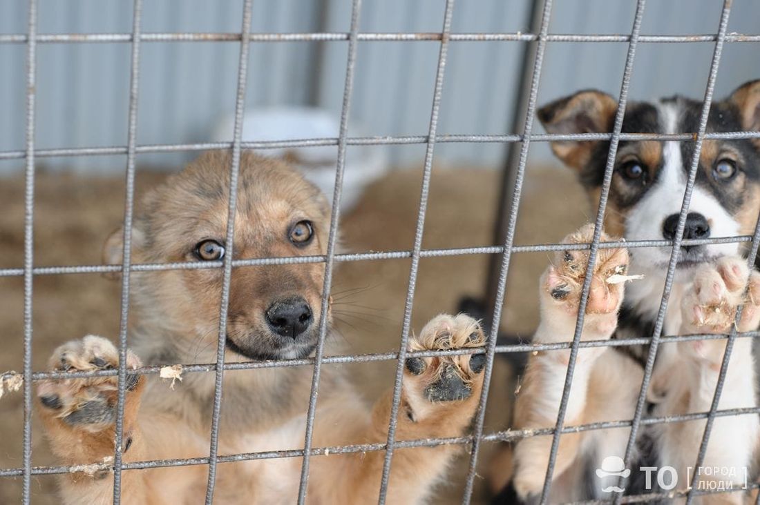 Благотворительность, Томские новости, Верный друг Можейко содержание животных безнадзорные бродячие собаки интересные новости Томска «Верный друг» выиграл тендер на отлов и содержание безнадзорных животных в Томске