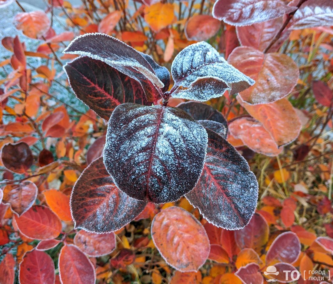 Город, Погода и природа, Стихия в Томске и области, Томские новости, погода прогноз погоды на завтра за окном интересные новости Томска В Томской области отмечено сильное понижение температуры — Вильфанд