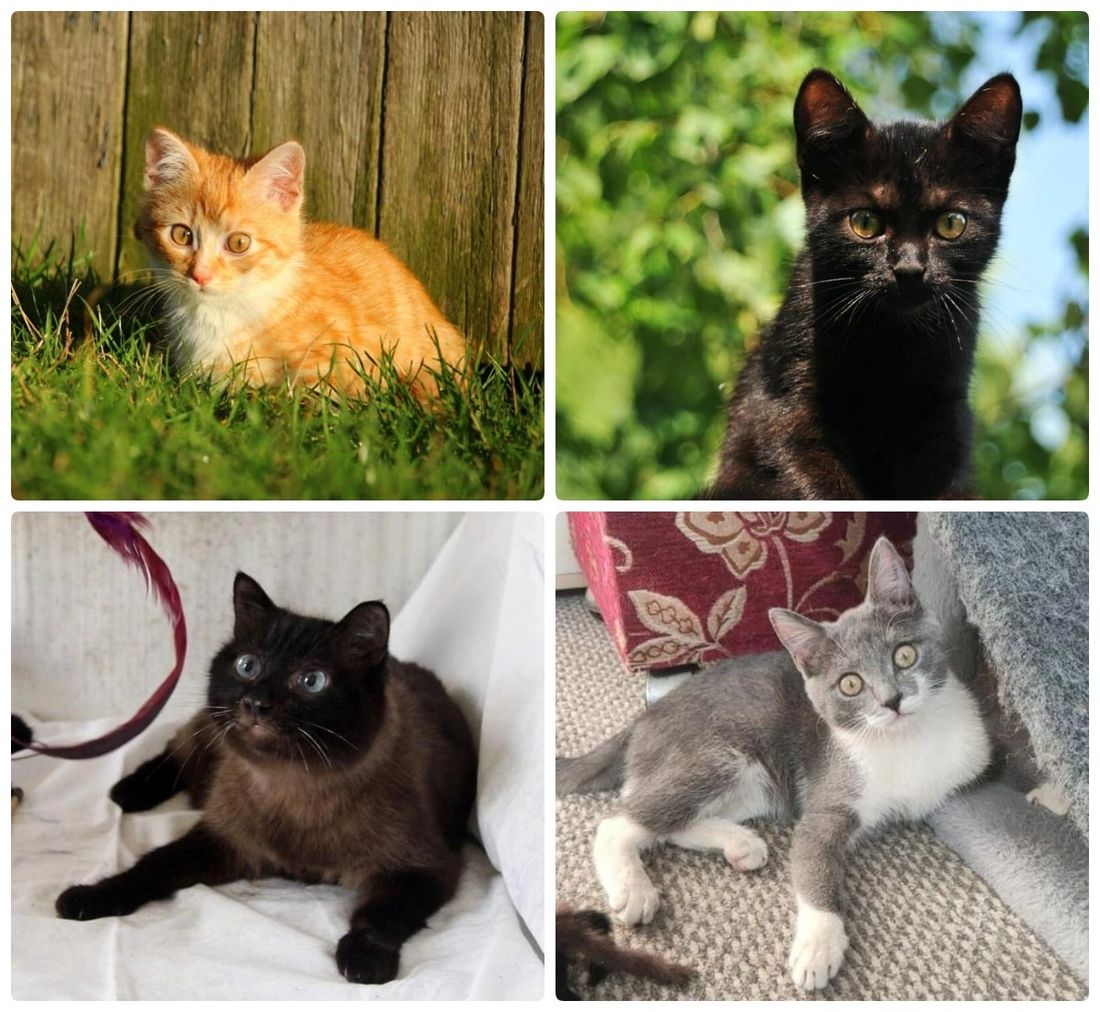 Благотворительность, Котики, Томские новости, фестиваль ярмарка благотворительность где взять кота котенка животные интересные новости Томск На Воскресенской горе в Томске пройдет благотворительная выставка кошек