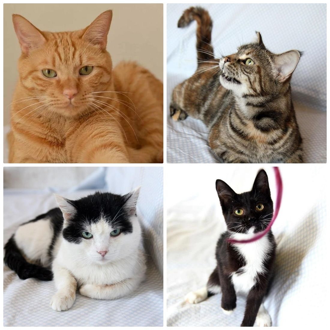 Благотворительность, Котики, Томские новости, фестиваль ярмарка благотворительность где взять кота котенка животные интересные новости Томск Томичей приглашают на благотворительную выставку кошек