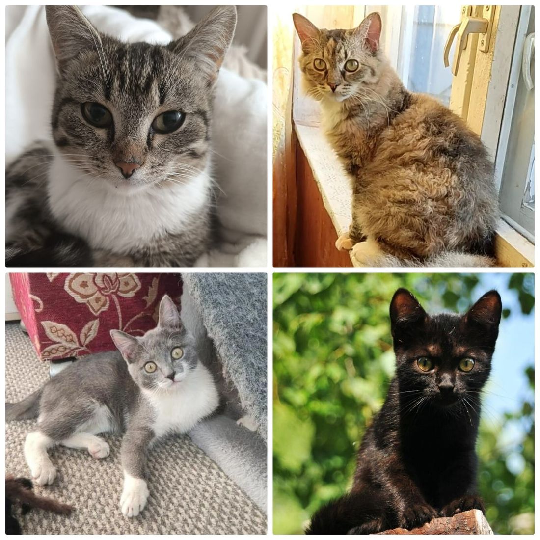 Благотворительность, Котики, Томские новости, фестиваль ярмарка благотворительность где взять кота котенка животные интересные новости Томск Томичей приглашают на благотворительную выставку кошек в музейный сад