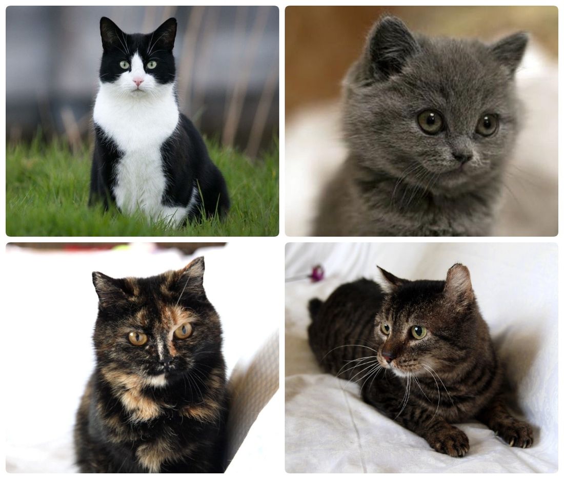 Афиша Томска, Благотворительность, Котики, Культура в Томске, Томские новости, фестиваль ярмарка благотворительность где взять кота котенка животные интересные новости Томск Томичей приглашают на благотворительную выставку кошек