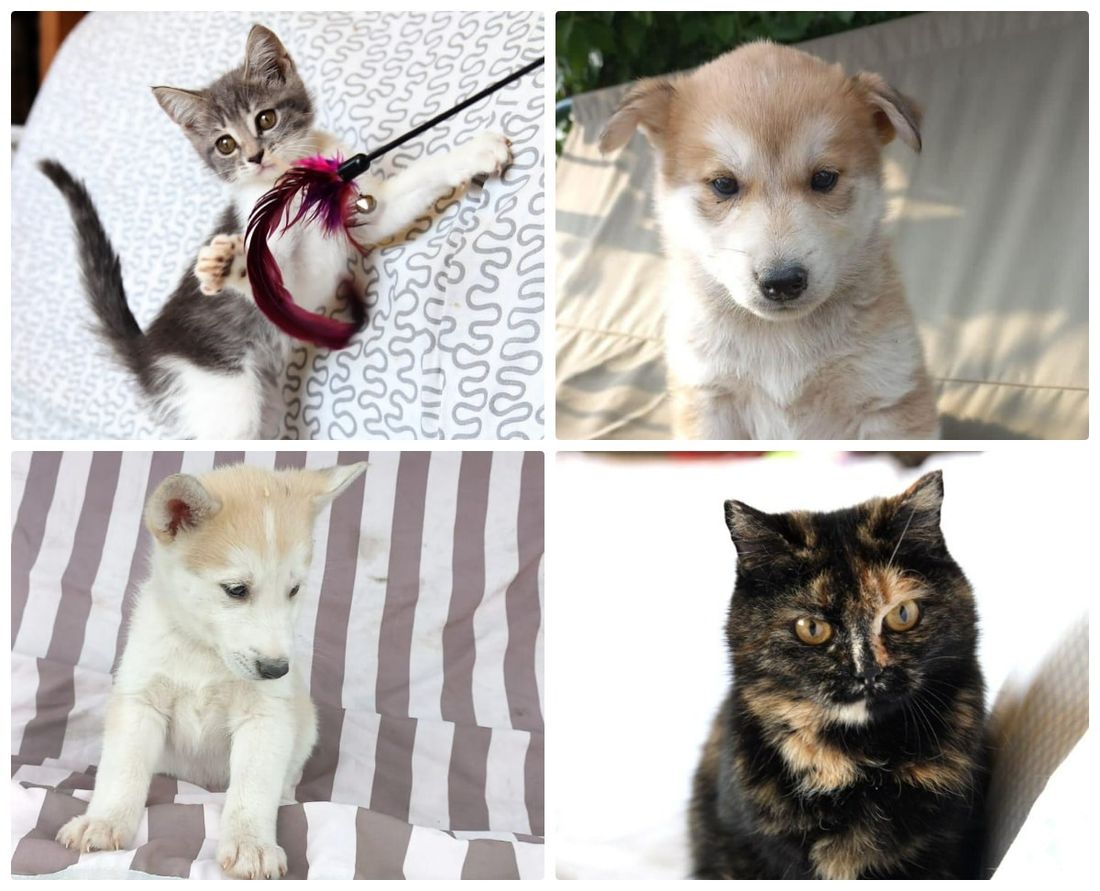 Афиша Томска, Благотворительность, Котики, Культура в Томске, Томские новости, фестиваль ярмарка благотворительность где взять кота котенка животные интересные новости Томск щенки Томичей приглашают на благотворительную выставку щенков и котят в музейный сад