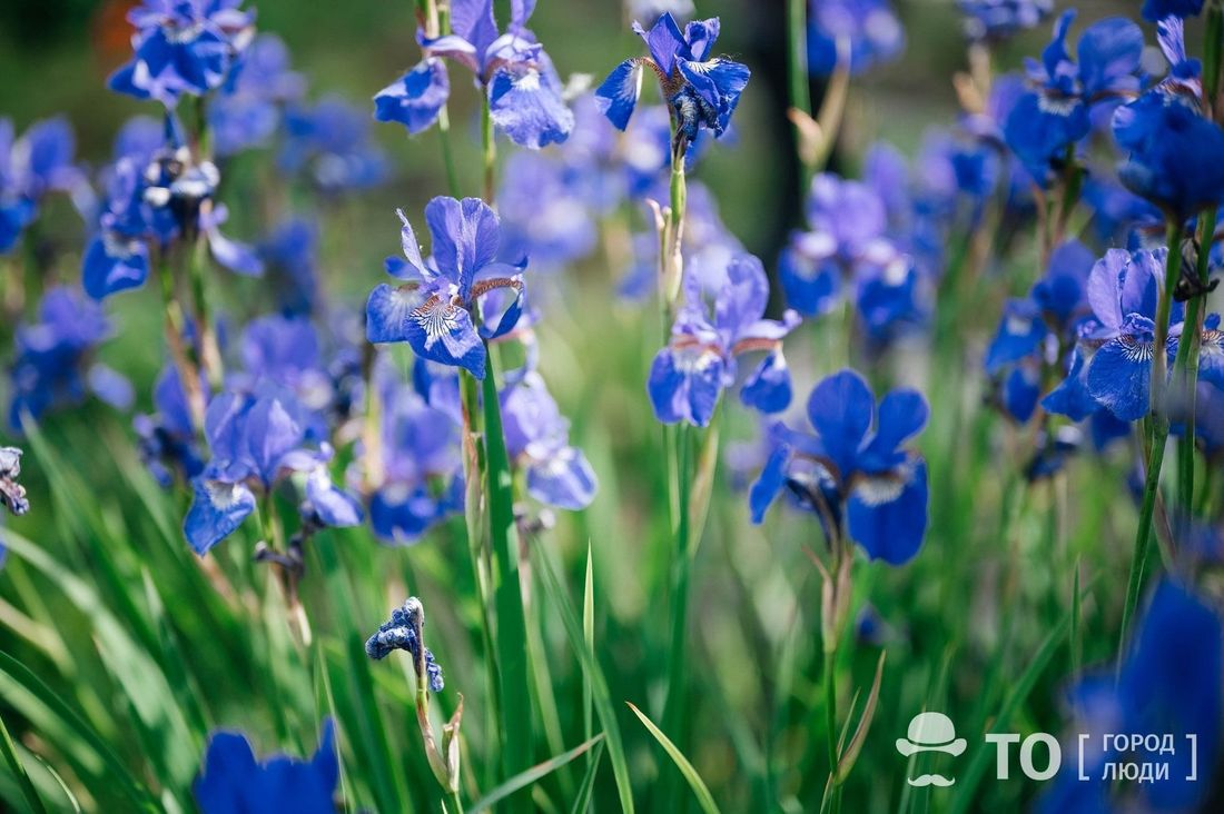 Афиша Томска, Культура в Томске, Природа, Томские новости, цветы растения интересные новости куда сходить садоводы огородники В томском Ботсаду открылась ежегодная выставка цветов