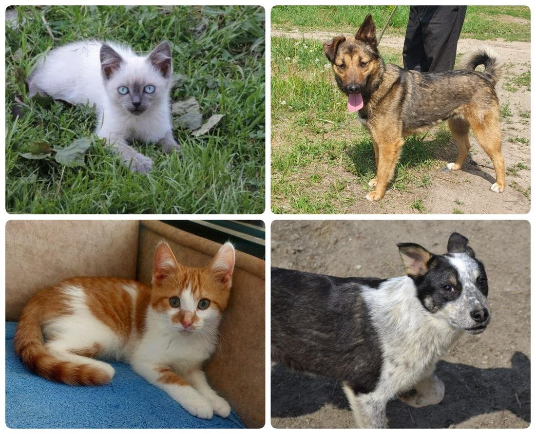 Афиша Томска, Благотворительность, Котики, Культура в Томске, Томские новости, фестиваль ярмарка благотворительность где взять кота котенка животные интересные новости Томск щенки Томичей приглашают на благотворительную выставку щенков и котят в музейный сад