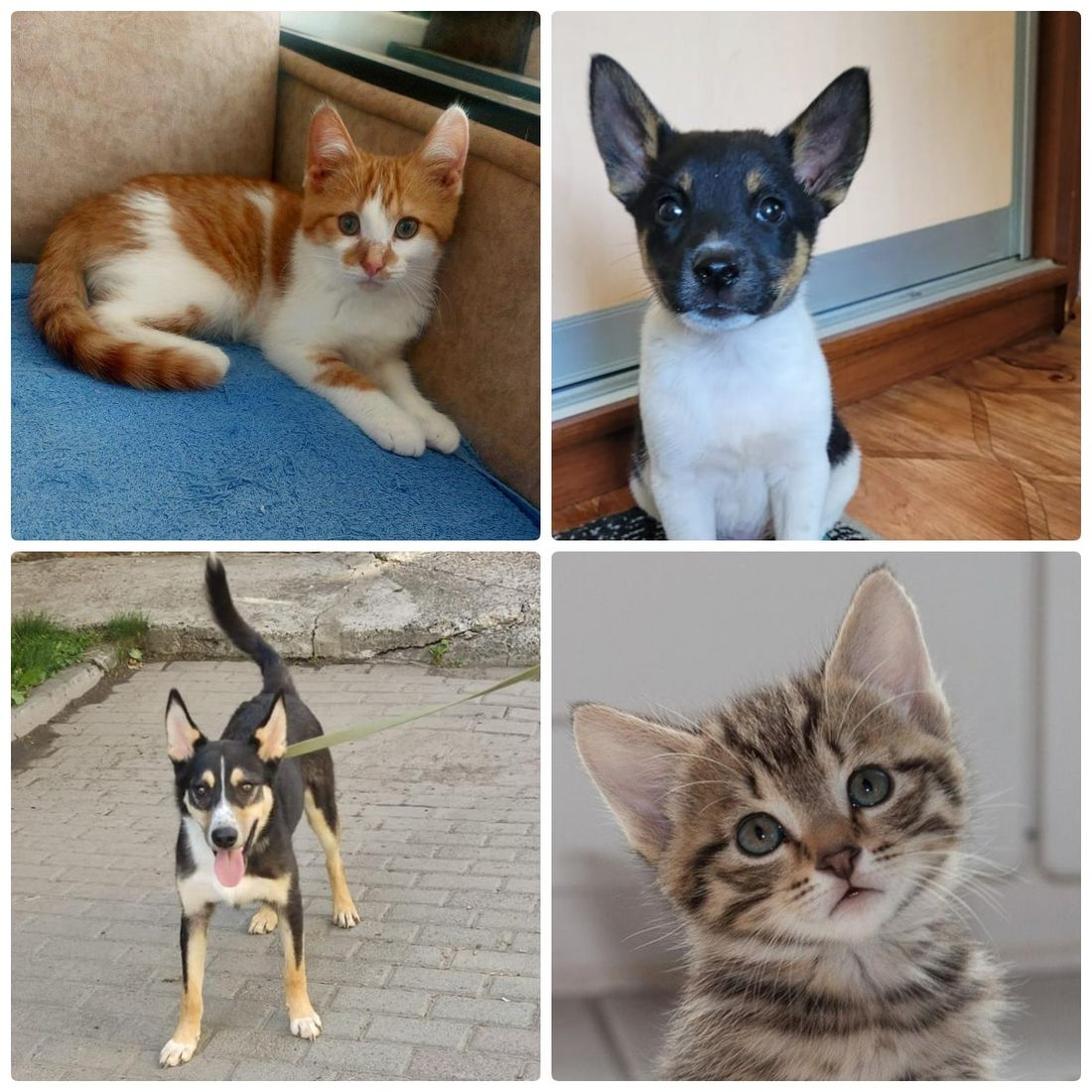 Афиша Томска, Благотворительность, Котики, Культура в Томске, Томские новости, фестиваль ярмарка благотворительность где взять кота котенка животные интересные новости Томск щенки Томичей приглашают на благотворительную выставку щенков и котят в музейный сад