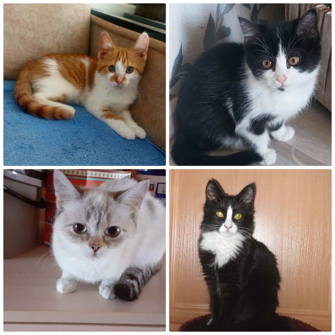 Афиша Томска, Благотворительность, Котики, Культура в Томске, Томские новости, фестиваль ярмарка благотворительность где взять кота котенка животные интересные новости Томск щенки Томичей приглашают на благотворительную выставку котят в музейный сад