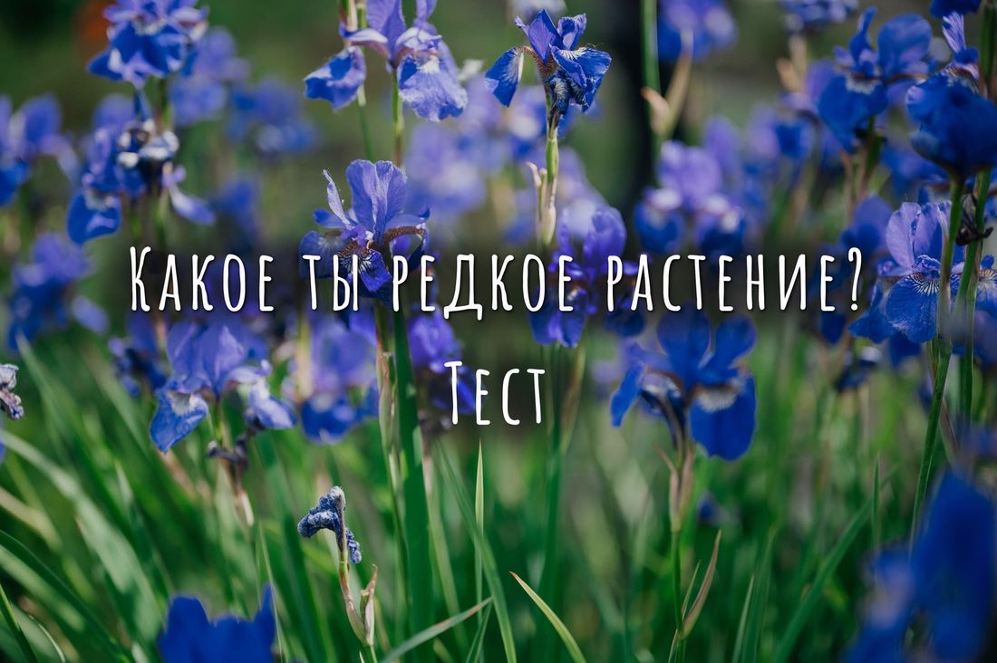 Ботаникум, Томские новости, тест пройти редкое растение красная книга новости интересное регион 70 Тест. Какое ты редкое растение?