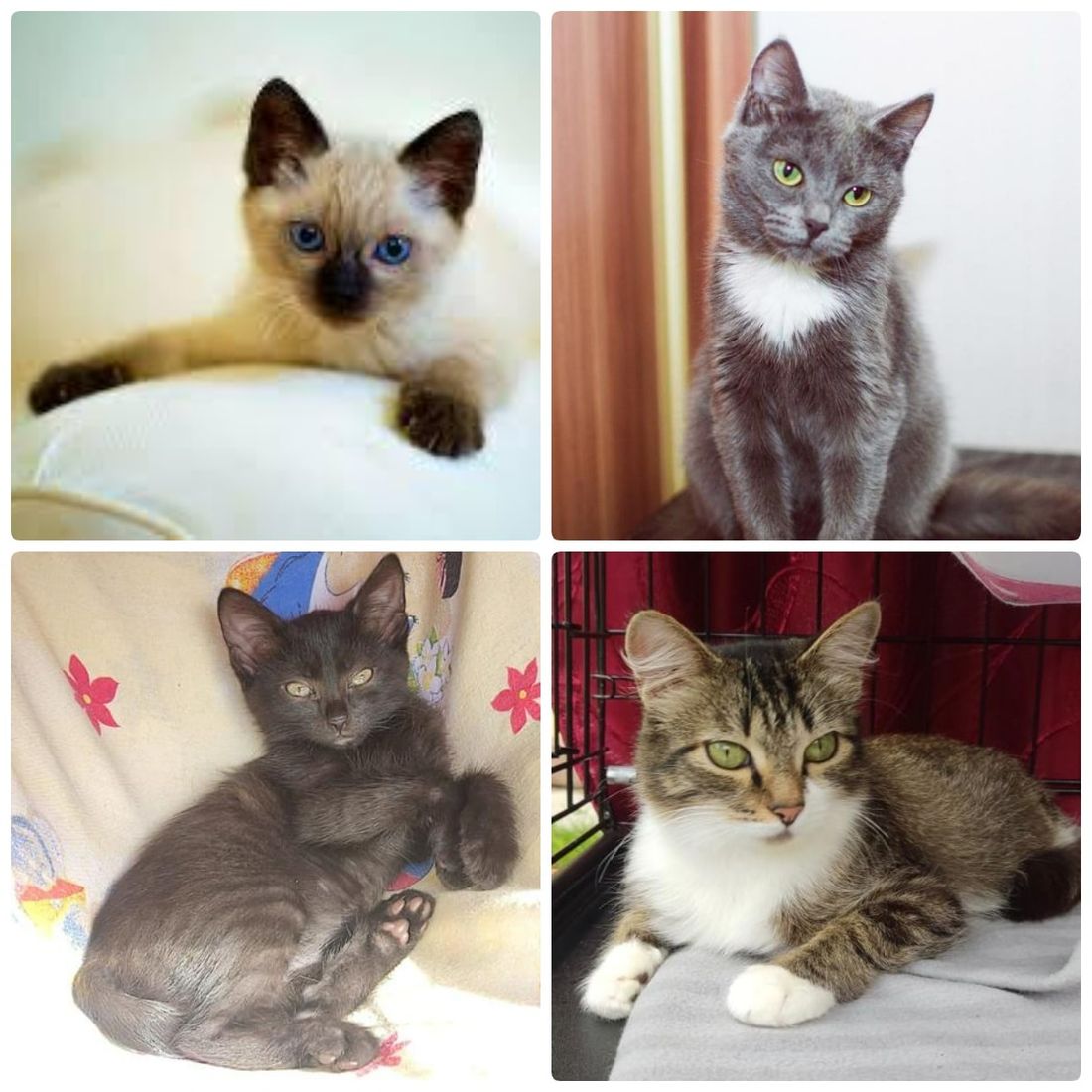 Афиша Томска, Благотворительность, Котики, Культура в Томске, Томские новости, регион 70 ярмарка благотворительность где взять кота котенка животные интересные новости Томск щенки Томичей приглашают на благотворительную выставку котят в музейный сад