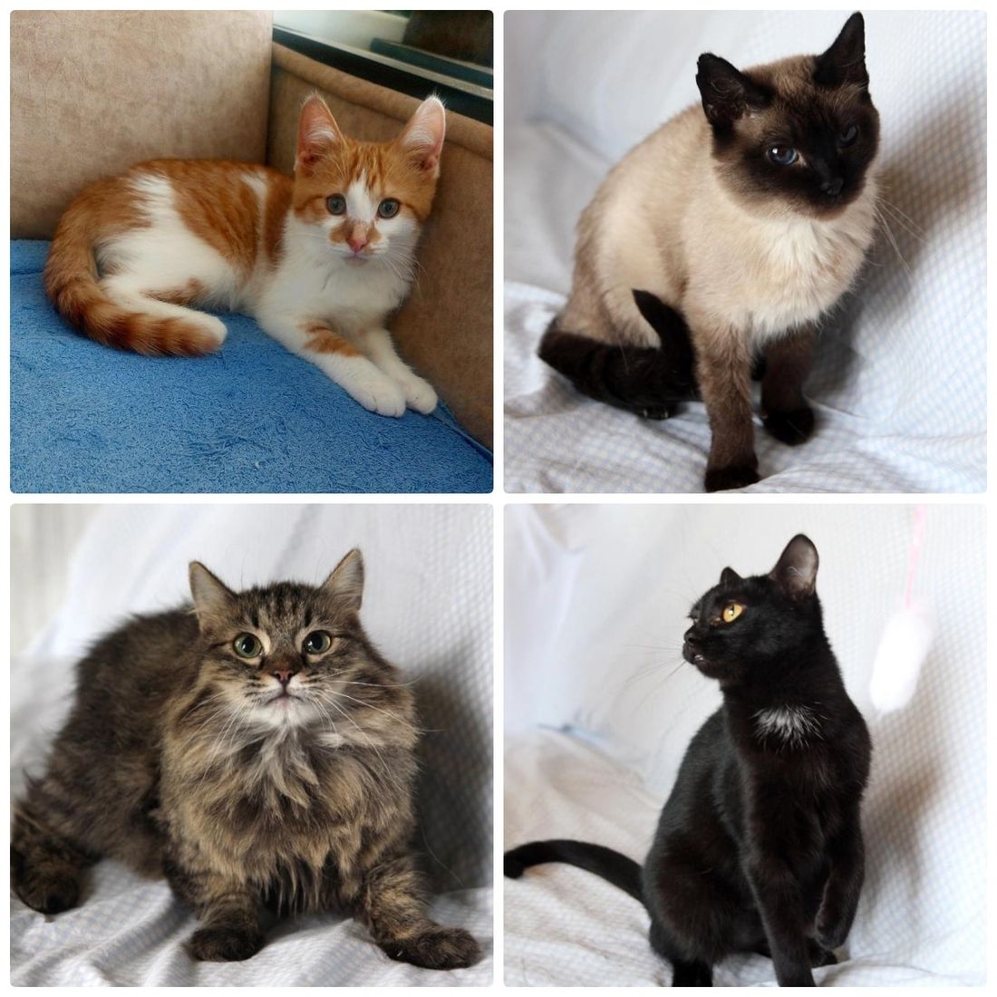 Афиша Томска, Благотворительность, Котики, Культура в Томске, Томские новости, регион 70 ярмарка благотворительность где взять кота котенка животные интересные новости Томск щенки Томичей приглашают на благотворительную выставку котят в музейный сад