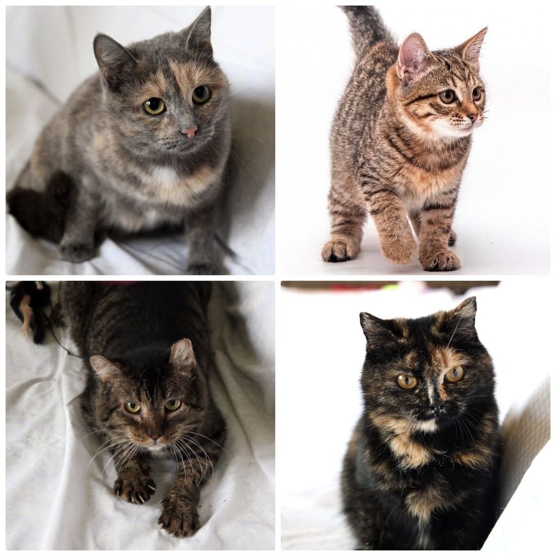 Афиша Томска, Благотворительность, Котики, Культура в Томске, Томские новости, фестиваль ярмарка благотворительность где взять кота котенка животные интересные новости Томск щенки Томичей приглашают на благотворительную выставку котят в музейный сад