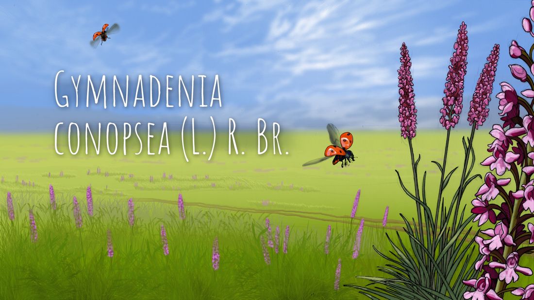 Ботаникум, Газпромнефть-Восток, Зелень в городе, Томские новости, Экология, томск каргасок кокушник длиннорогий экология газпромнефть орхидные Ботаникум. Как в сибирскую тайгу попали родственники орхидей?